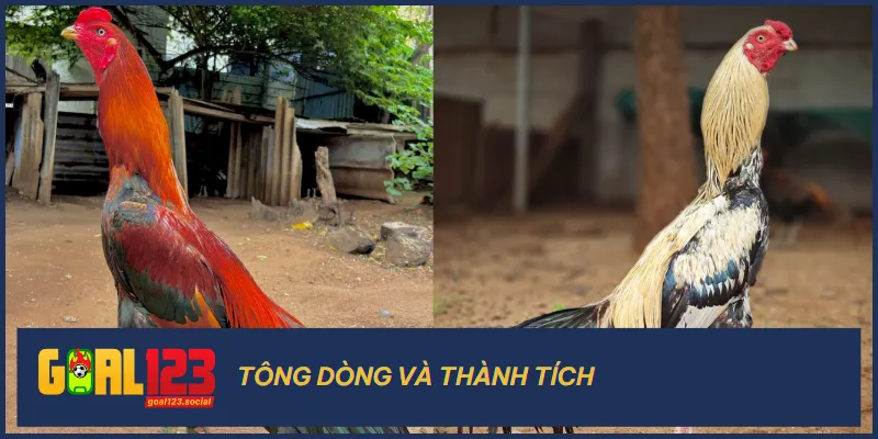 Nguồn gốc của chiến kê cũng là một đặc điểm quan trọng một chiến kê đáng gờm